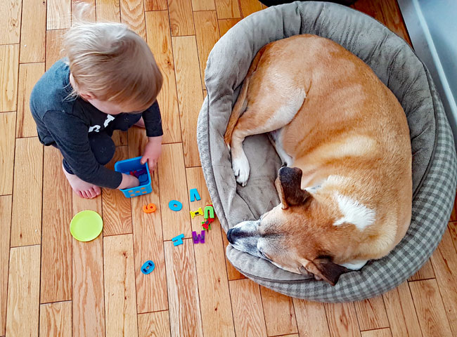 Toddler playing beside dog