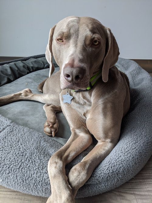 dogs and COVID-19