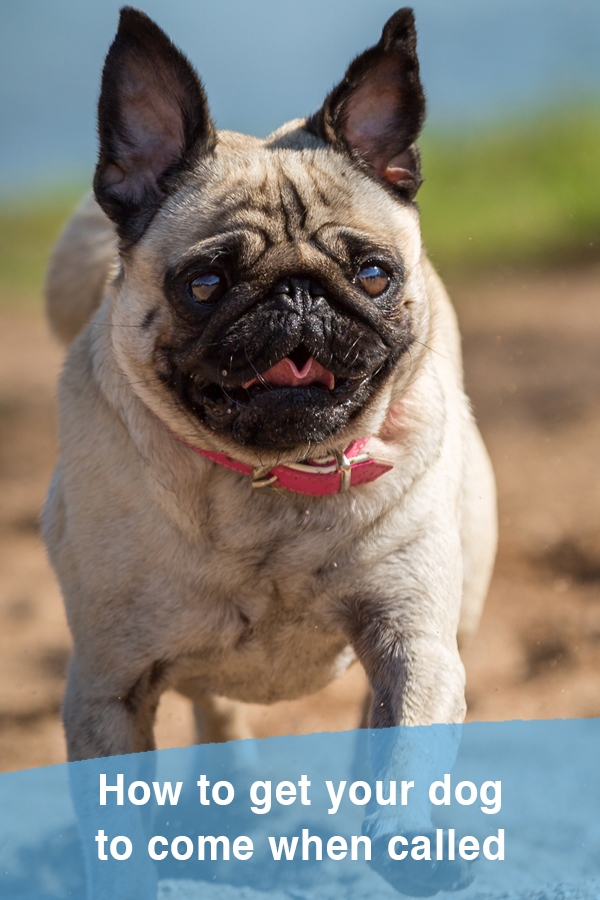 Teach your dog to come when called