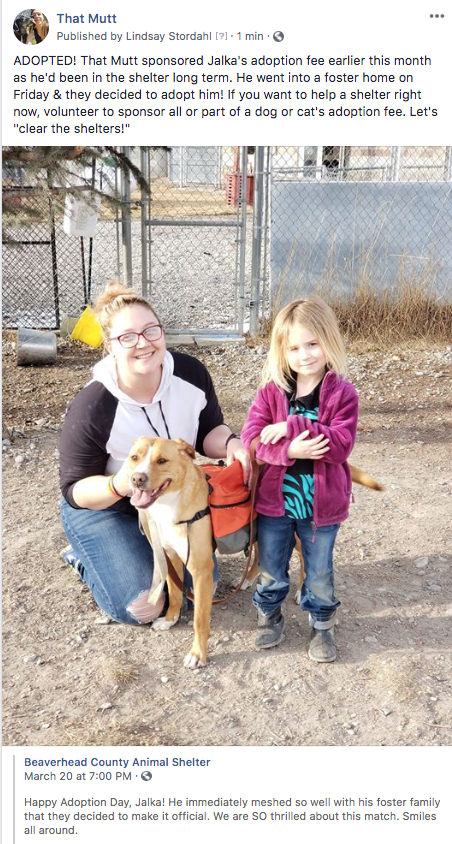 How to help an animal shelter