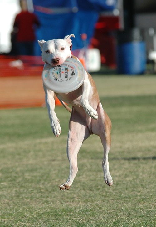 Wallace training for disc dog