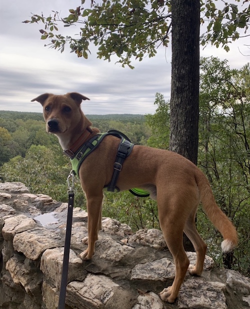 Feist dog Wally