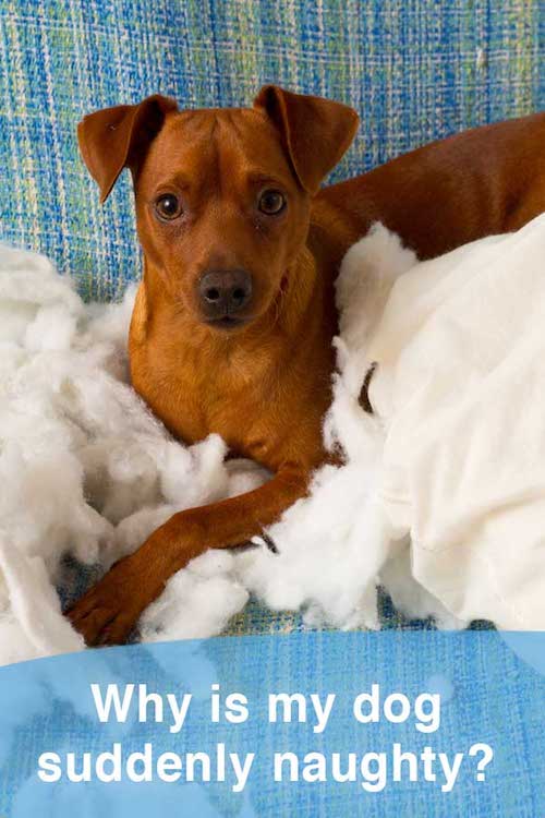 Why is my dog suddenly naughty