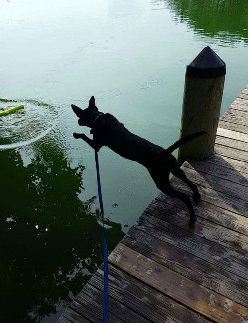 Dock jumping off a wooden dock into a lake