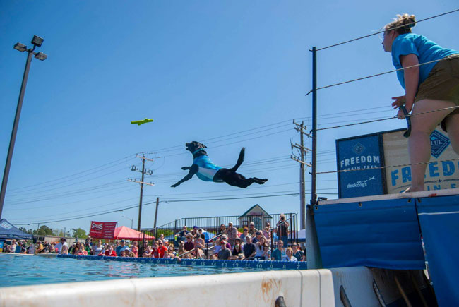 Dog dock diving