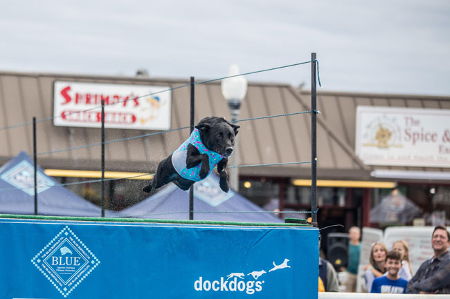 Dock diving
