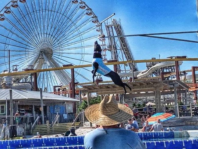 Dog dock diving