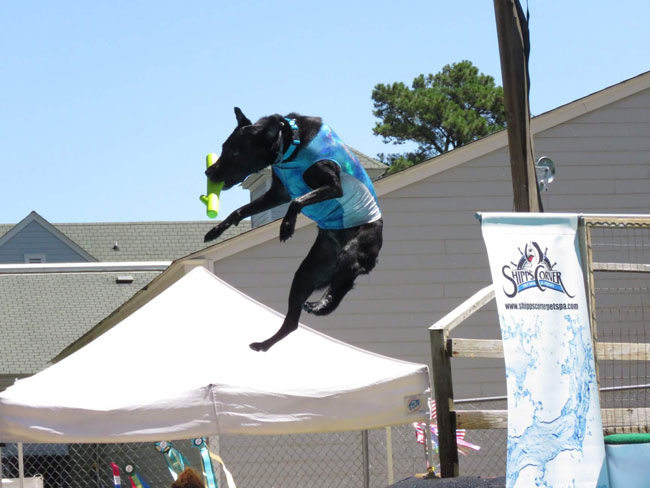 Dog dock diving