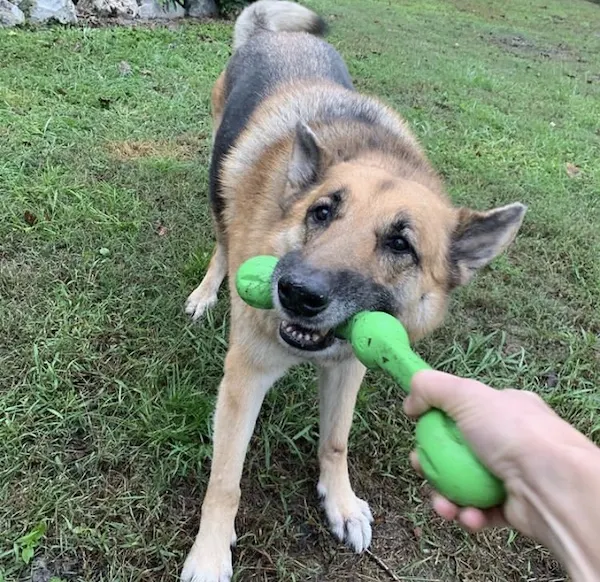 Tug of war with dogs