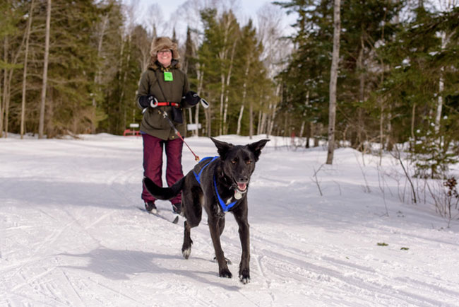 Skijoring