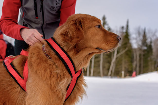 Golden retriever in a skijoring harness