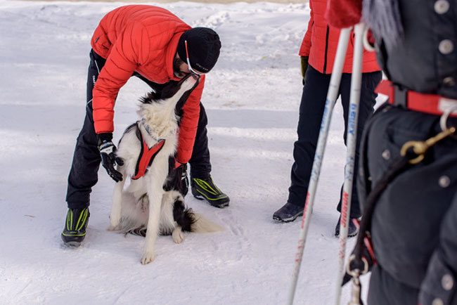 Canicross for dogs