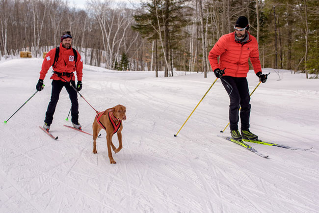 Skijoring with a vizsla