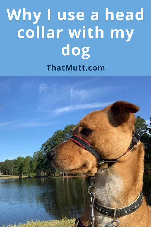 head collars for dogs