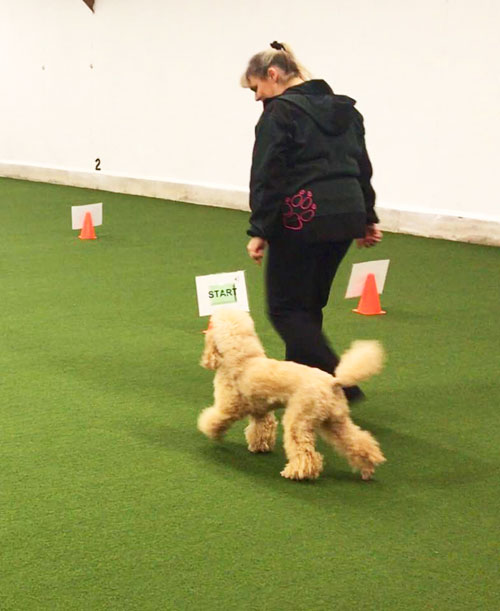 Rally Obedience