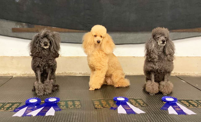 Rally Obedience