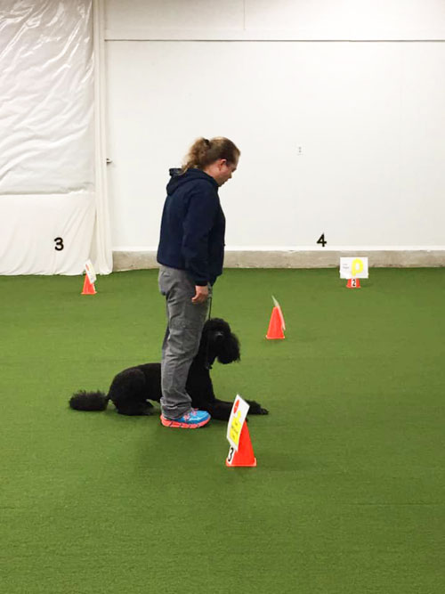 Training a dog for Rally-O
