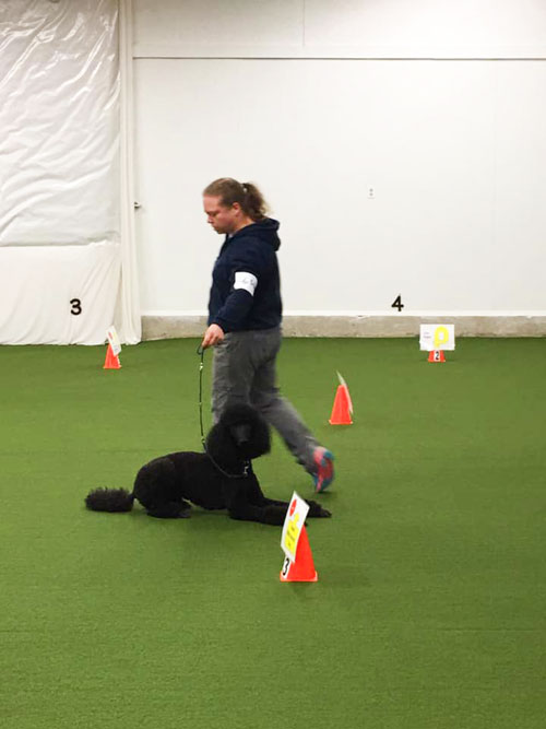 Rally Obedience
