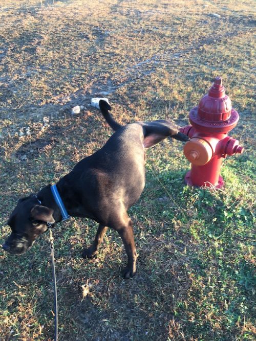 prevent pet urine from killing grass