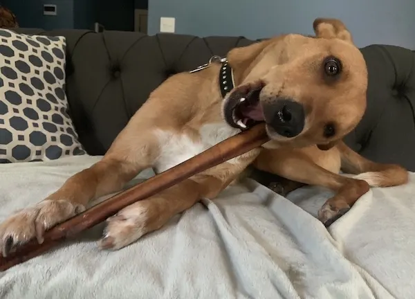 Bully sticks as alternatives to rawhides