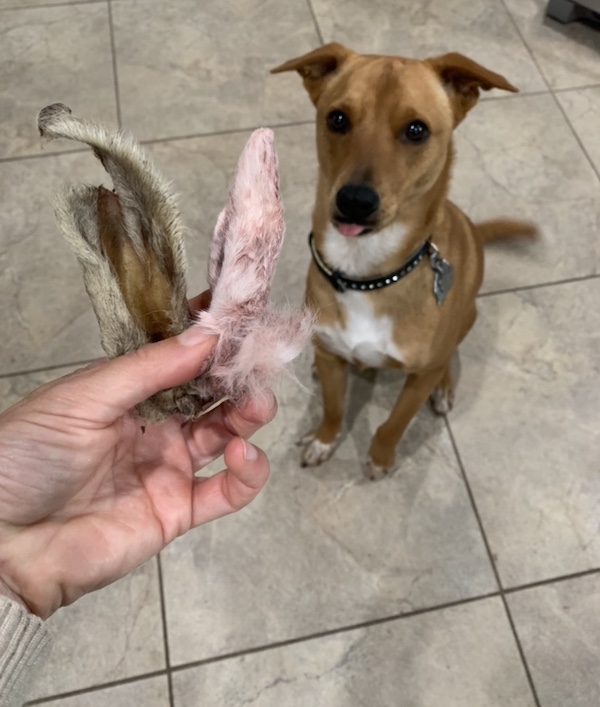 Lamb ears as alternatives to rawhides