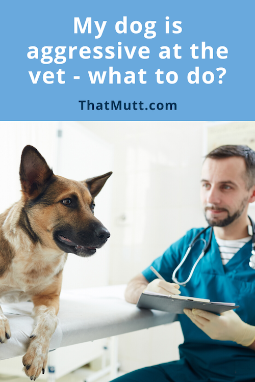 dog is aggressive at the vet