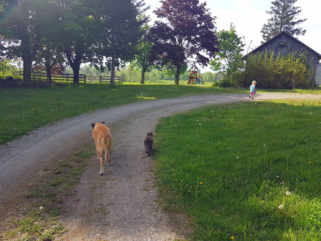 Dog and cat walking along a driveway