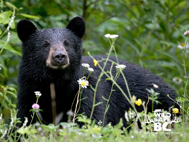 Hiking with dogs in bear country