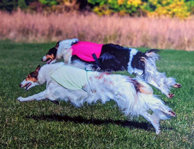 Lure Coursing introduction