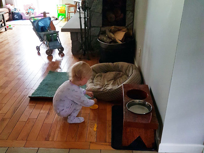 help a toddler understand a dog's death