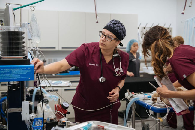 Vets checking anesthesia during a procedure at Animal Health Partners