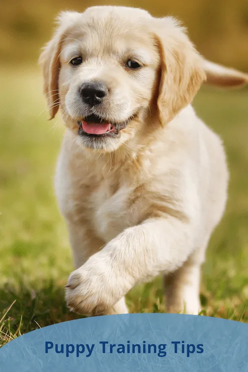 Puppy training tips
