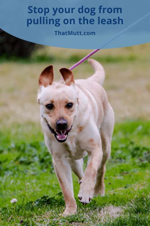 Stop your dog from pulling on the leash