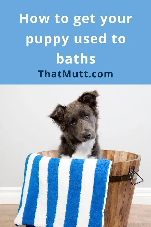 How to bathe a puppy