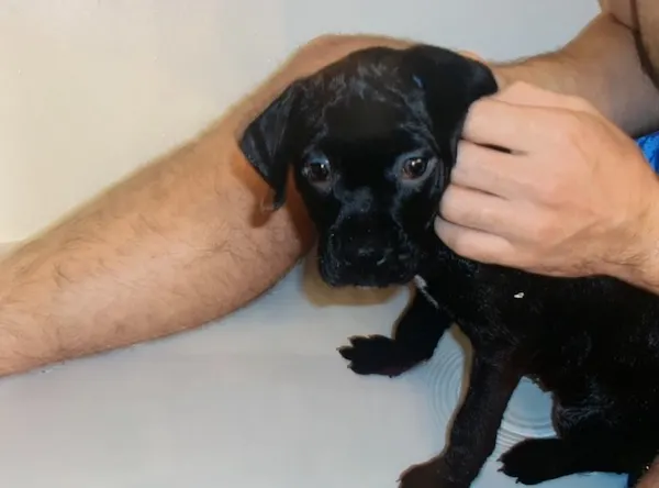 How to bathe a puppy