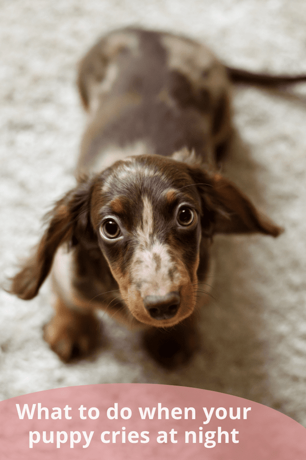 What to do when your new puppy cries at night