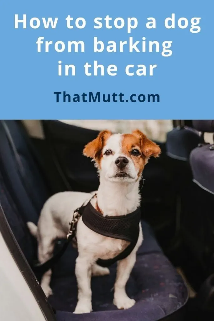 My dog barks in the car