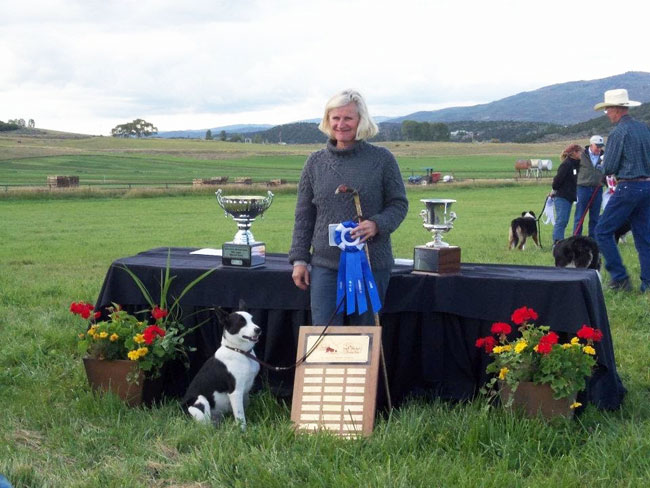 Training a border collie for herding