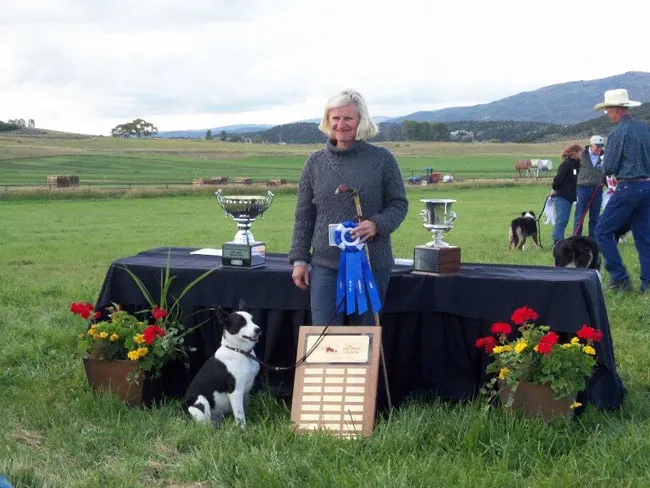 Training a border collie for herding