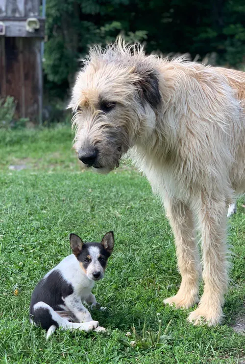 Training herding dogs