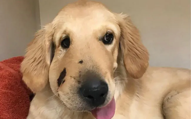 A dog after a rattlesnake bite