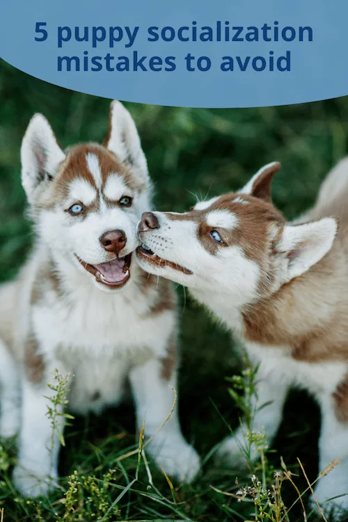 Puppy socialization mistakes
