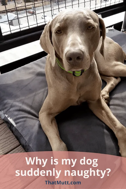 Why is my dog suddenly naughty?