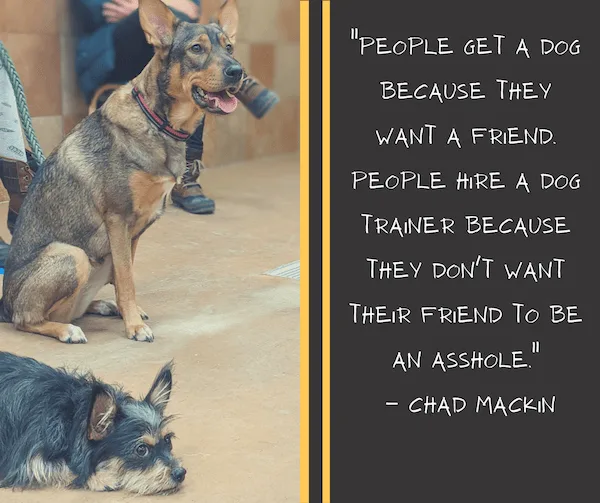 What to expect from group dog training classes