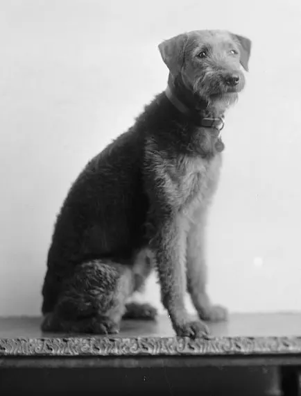 White House dogs - Laddie Boy