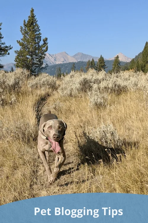 Pet blogging tips