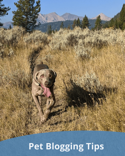 Pet Blogging Tips - Pet Bloggers Journey 2021 - ThatMutt.com