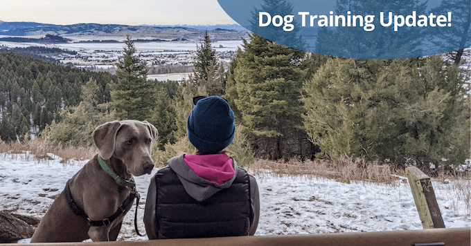 Training my weimaraner