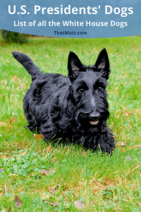 All the U.S. Presidents' Dogs - List of all the White House Dogs