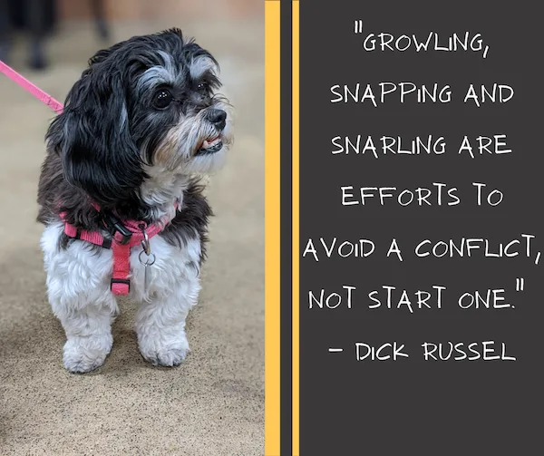 Group dog training classes